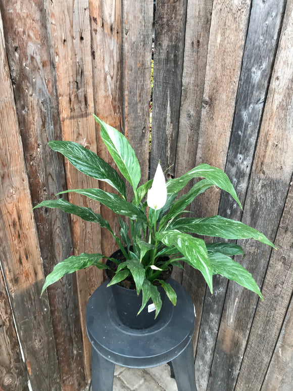 Peace Lily - Domino