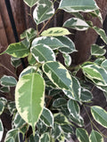 Ficus Benjamina - Samantha
