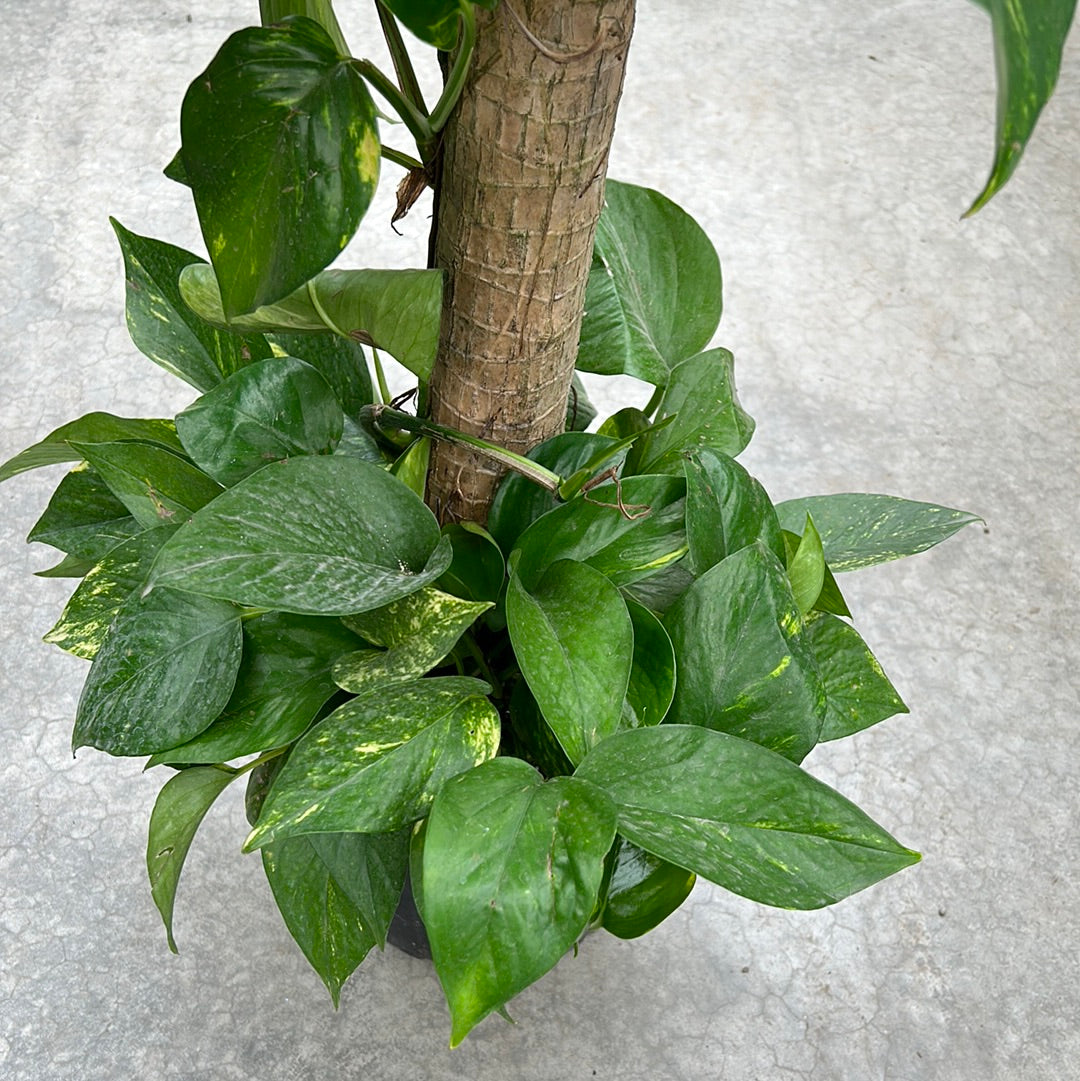 Dracaena Massangeana Cane