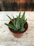 Haworthia - Assorted 2.5"