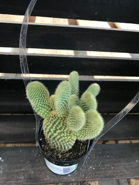 Cactus - Bunny Ears