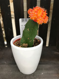 Moon Cactus assorted