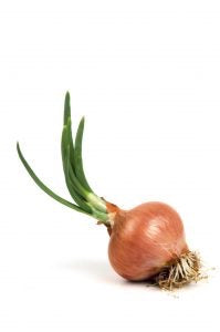Onion - Multiplier onion bulbs