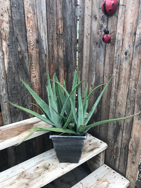 Aloe Vera - Medicine Plant 10