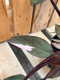 Philodendron - Pink Princess 5"