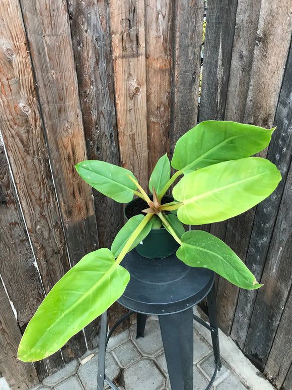 Philodendron - Melinonii Gold