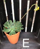 Succulent Echeveria In Clay Pot 4"
