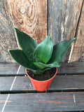 Sanseveria - Birdsnest (Assorted)