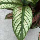 Calathea - White Star 6"