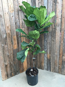 Ficus Lyrata (Fiddle Leaf Fig) - Standard