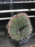 Crested Cactus - Stenocereus Hollianus Cristata