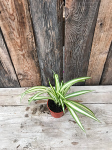 Spider Plant