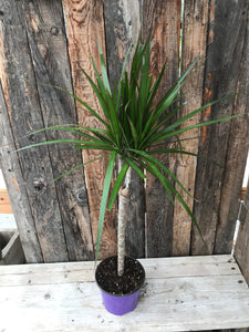 Dracaena Marginata - Branched