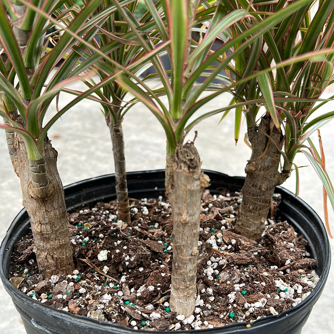 Dracaena Marginata
