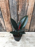 Ficus Elastica - Burgundy (Small)