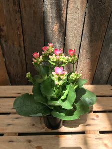 Kalanchoe blossfeldiana (Flowering Kalanchoe)