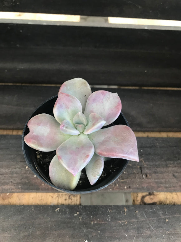 Graptoveria - Paraguayense Peach