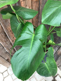 Philodendron - Monstera Deliciosa