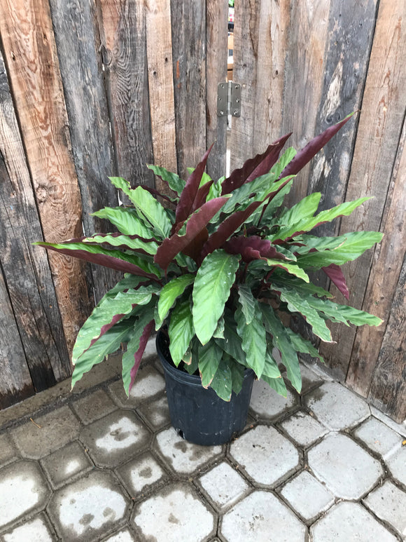 Calathea - Setosa