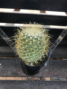 Cactus - Mammillaria Pringlei