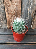 Cactus - Assorted 3.25"