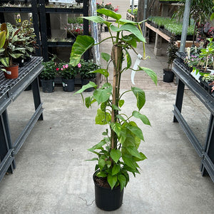 Pothos - Poles 10"