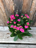 Calandiva (Kalanchoe)