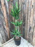 Yucca - Cane 3-2-1