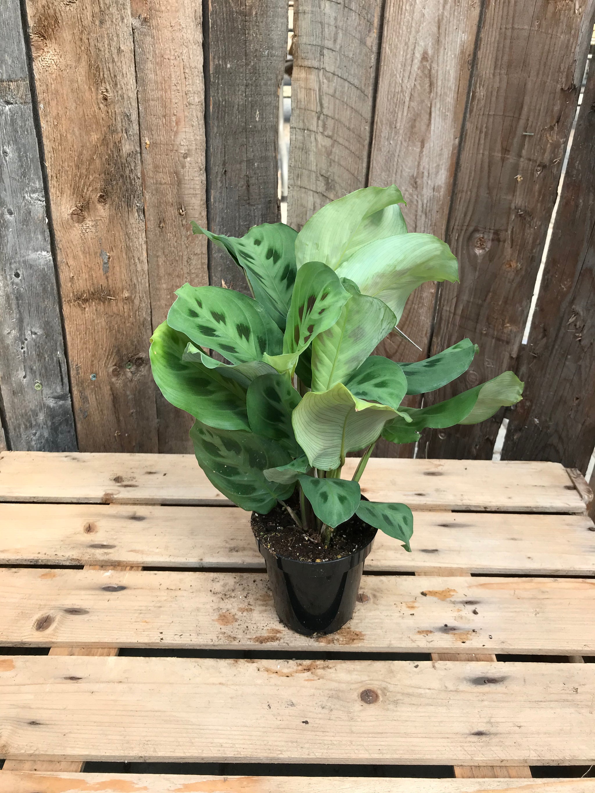 prayer asst plant Prayer Plant (Asst)