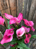Calla Lily (Assorted Colours)