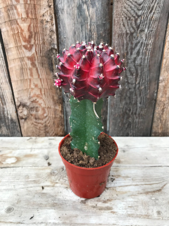 Cactus - Red Cap 3.25