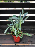 Succulents - Assorted 1.5"