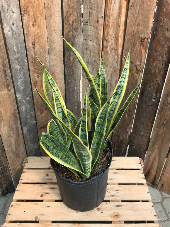 Sansevieria (Snake Plant) - Laurentii