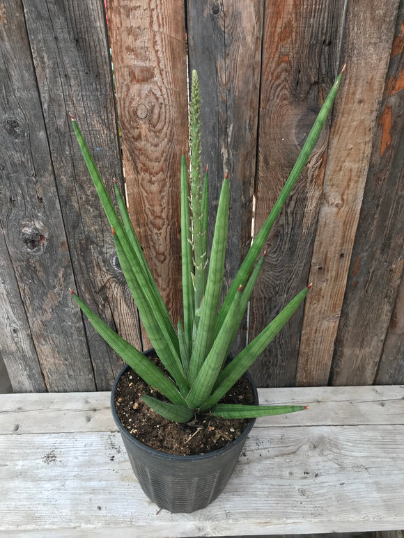 sansevieria bob Sansevieria