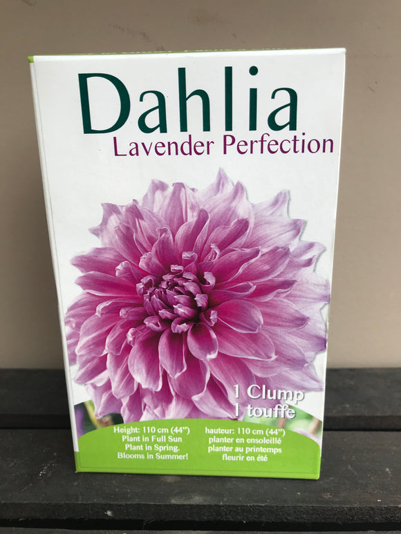 Dahlia - Lavender Perfection