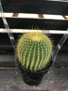 Cactus - Notocactus Species