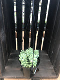 Donkey Tail Burrito Sedum - HB