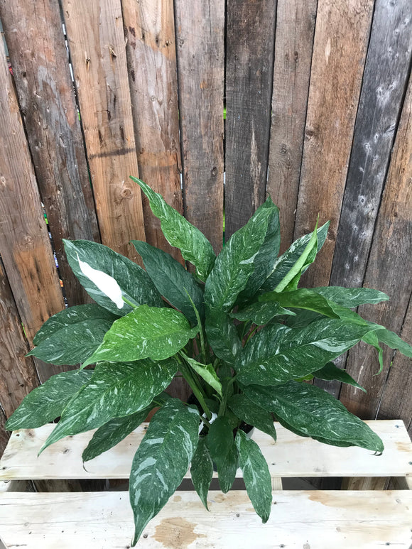 Peace Lily (Spathiphyllum) - Domino