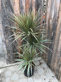 Dracaena Marginata - Bicolour