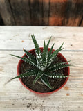 Haworthia - Assorted 2.5"