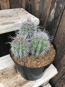 Cactus False Saguaro - Cardon 8"