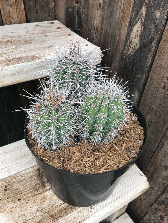 Cactus False Saguaro - Cardon 8
