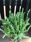 Watch Chain Crassula lycopodioides - HB