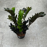 ZZ Plant - Black 6"