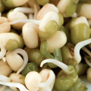Mung Bean Sprouts