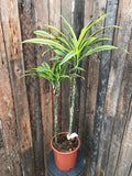 Dracaena Cane - Lemon Lime