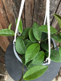 Hoya Carnosa - Jade (Hanging Basket)