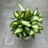 Dieffenbachia - Compacta 8"