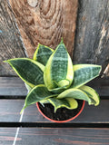 Sanseveria - Birdsnest (Assorted)
