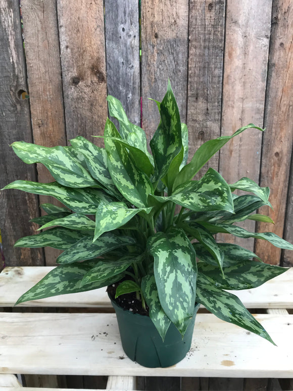 aglaonema maryann Aglaonema Maryann Maria